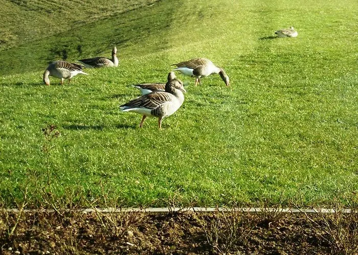 Deichkrone-rees Rees